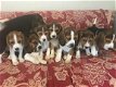 Mooie schattige beagle pups - 1 - Thumbnail