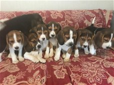 Mooie schattige beagle pups