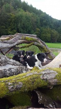 Prachtige Border Collie-puppy's - 1