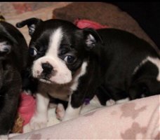 Schitterende Boston Terrier-puppy's Kc geregistreerd