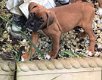 Kc Geregistreerde Boxer Pups - 1 - Thumbnail
