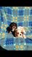 Cavalier King Charles-puppy's voor adoptie - 1 - Thumbnail