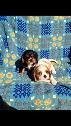 Cavalier King Charles-puppy's voor adoptie