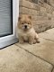 Prachtige Kc Chow Chow-puppy's - 1 - Thumbnail