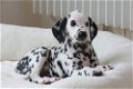 dalmatier pupkes klaar voor vertrek - 1 - Thumbnail
