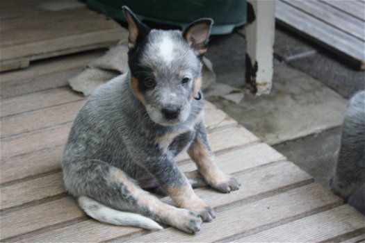 Te koop Australian Cattle Dog pups met stamboom FCI - 1