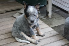 Te koop Australian Cattle Dog pups met stamboom FCI