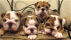 prachtige engelse bulldog pups! - 1 - Thumbnail