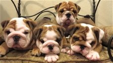 prachtige engelse bulldog pups!