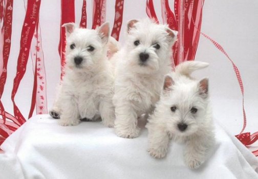 Stamboom West Highland witte puppies - 1