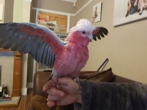 Zeer mooie baby galah kaketoe - 1