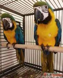 blauw en goud ara papegaaien - 1