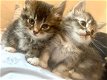 Somali Mixed Kittens - 1 - Thumbnail