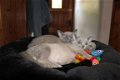 Gccf Reg Stamboom Aziatische kittens beschikbaar - 1 - Thumbnail