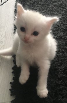 Angora Cross Kittens - 1