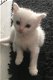 Angora Cross Kittens - 1 - Thumbnail