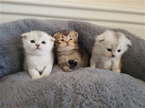 Scottish Fold Kittens - 1