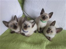 Prachtige oude stijl Siamese kittens