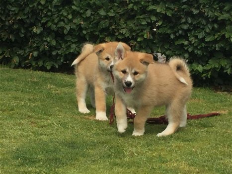 Hele mooie raszuivere Akita Inu pupjes - 1