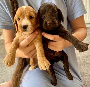 super cockapoo pup vriendelijk en goed met andere dieren. - 1