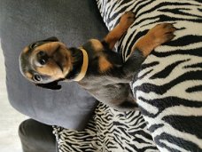 Home Raised Doberman puppy's beschikbaar