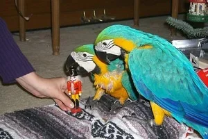 Golden Macaw papegaaien - nr. 1