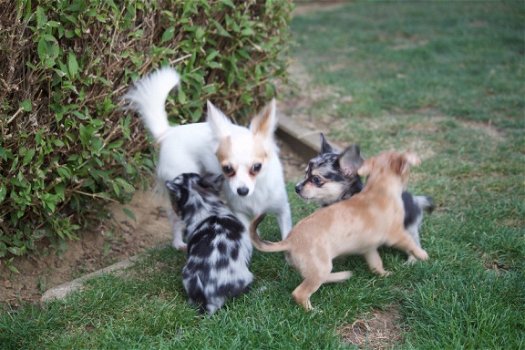 Chihuahua pups - 1