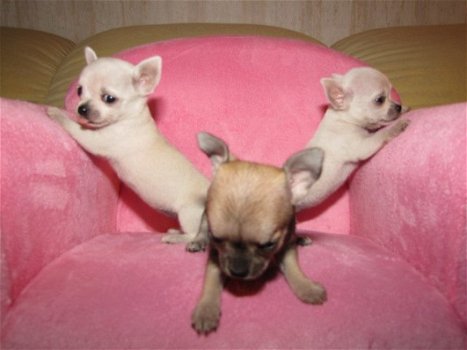 Chihuahua pups micro & t.cup & mini echte raszuiver ! !, supe rmooi - 1