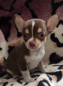 Chihuahua pups micro & t.cup & mini echte raszuiver ! !, supe rmooi - 2