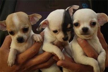 Chihuahua pups - 1