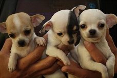 Chihuahua pups