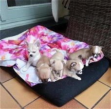 Prachtige Chihuahua Pups