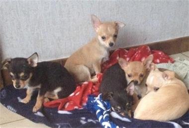 Schattige Chihuahua Pupjes. - 1