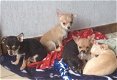 Schattige Chihuahua Pupjes. - 1 - Thumbnail