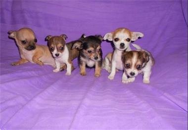 Mooie Chihuahua pups beschikbaar. - 1