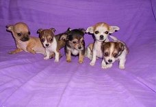 Mooie Chihuahua pups beschikbaar.