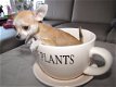 Prachtige Chihuahua Pups. - 1 - Thumbnail