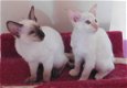 2 prachtige mannelijke Balinese kittens. - 1 - Thumbnail