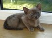 Gccf Britse korthaar kittens - 1 - Thumbnail