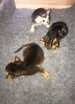 Chausie Kittens Tica Reg - 1