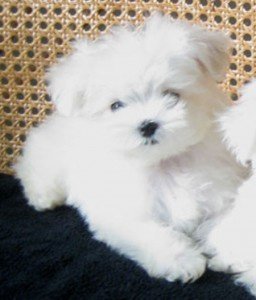 Maltezer pups - 1