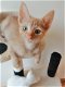 Cornish Rex-katje - 1 - Thumbnail