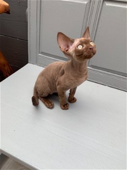 Devon Rex Kittens - 1