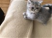 Exotische raszuivere kittens - 1 - Thumbnail