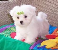 Kwaliteit geregistreerde Maltese pups