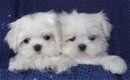 Goed opgeleide Maltese Puppies beschikbaar - 1 - Thumbnail