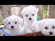 Mooie en Gezonde Maltese Puppies Beschikbaar