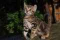 Verbluffende Polydactyl Keetso - 1 - Thumbnail