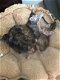 Overweldigende Kurilian Bobtail-katjes - 1 - Thumbnail