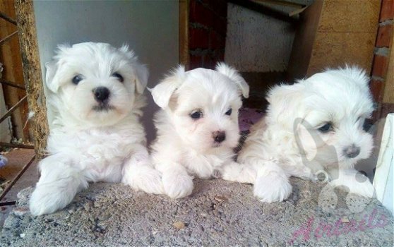 Leuke en gezonde Maltese puppy's - 1